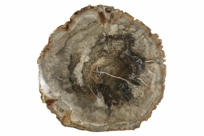 Polished Petrified Wood (Araucaria) Round - Madagascar #372768